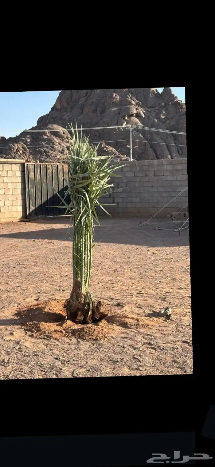 يوجد الدينا نخيل عربي البيع. 6