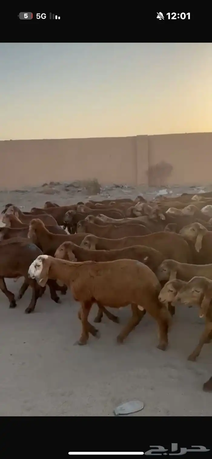 سواكن حمري 76راس 3
