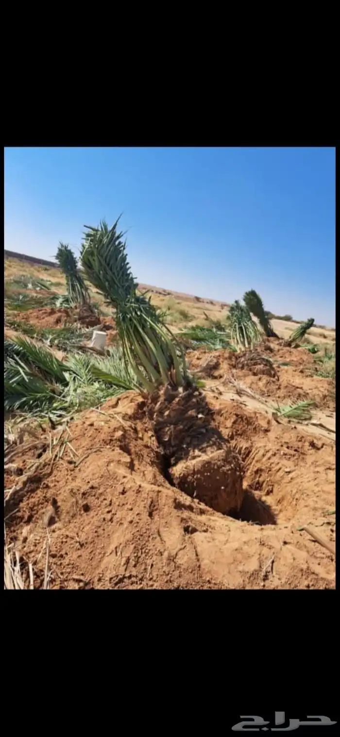 يوجد الدينا نخيل عربي البيع. 7