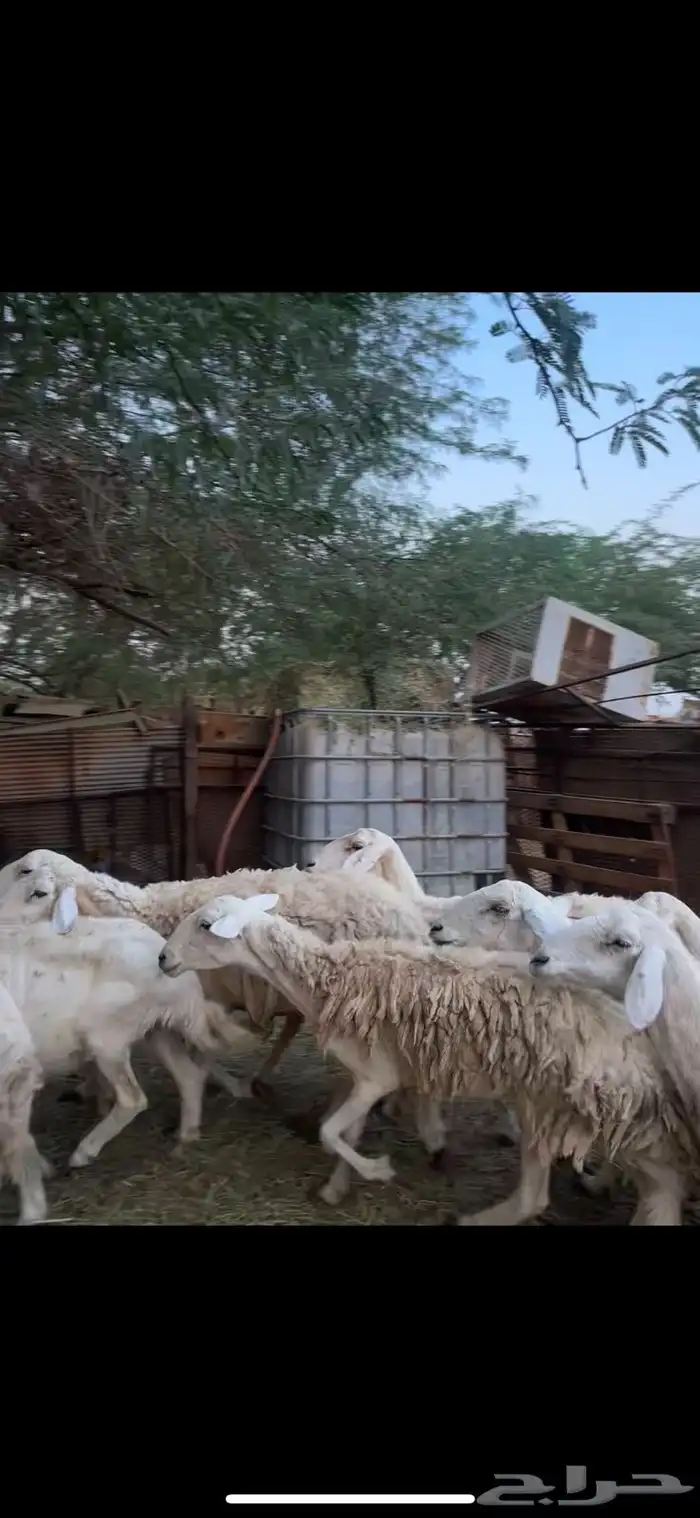 ضان دفيع ومضاريع الحد 660 من شرا الله يباركله 1