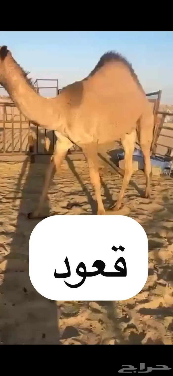 قعدان وبكار للبيع بلديه ويوجد توصيل التواصل اتصال 1