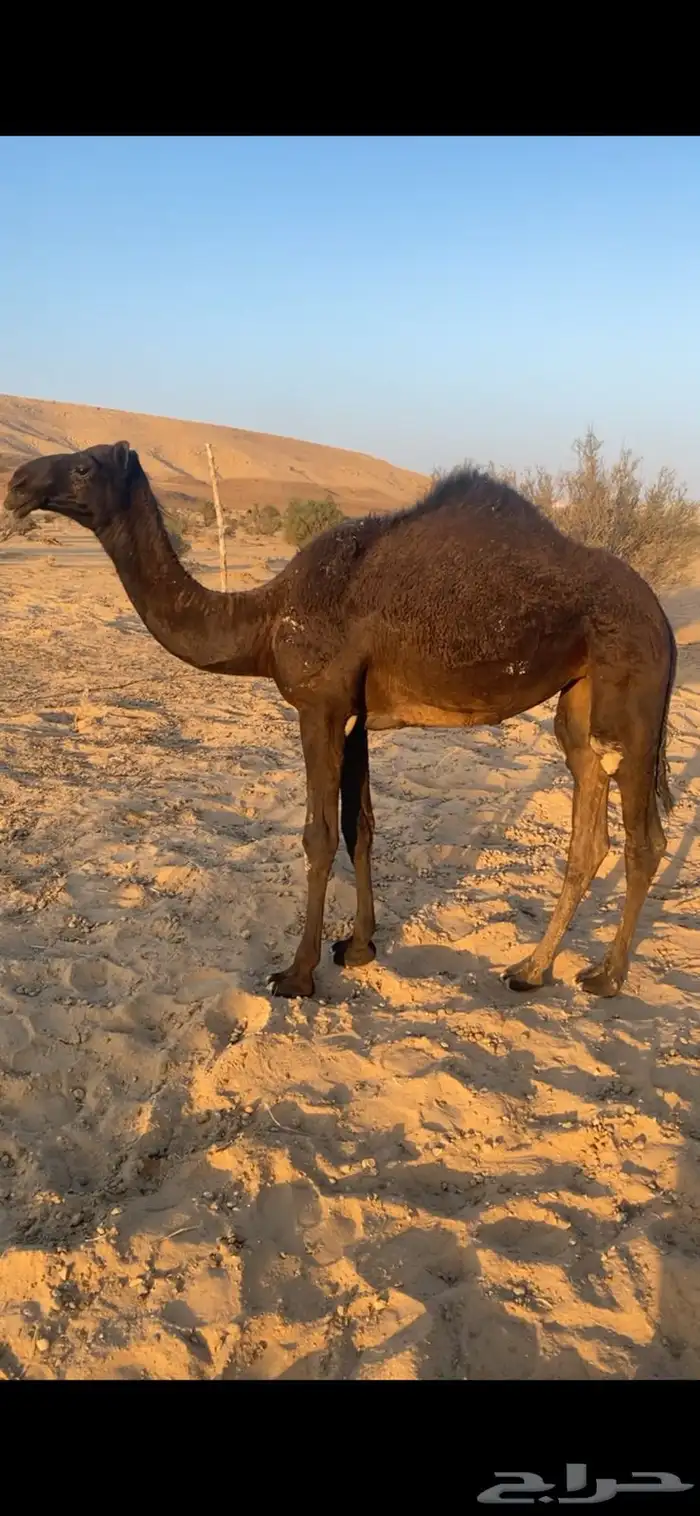 بكره للبيع السعي على المشتري 0