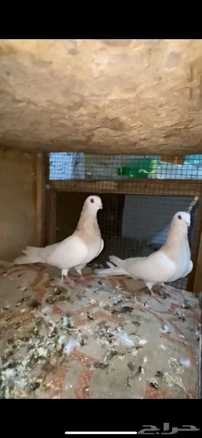 حمام تفاحي 1