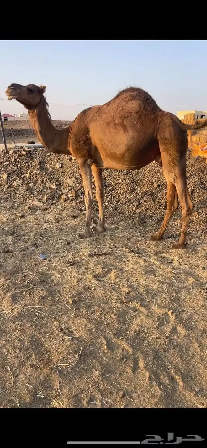حمراء ملاقي دهماء الحد 7700 تم البيع 1