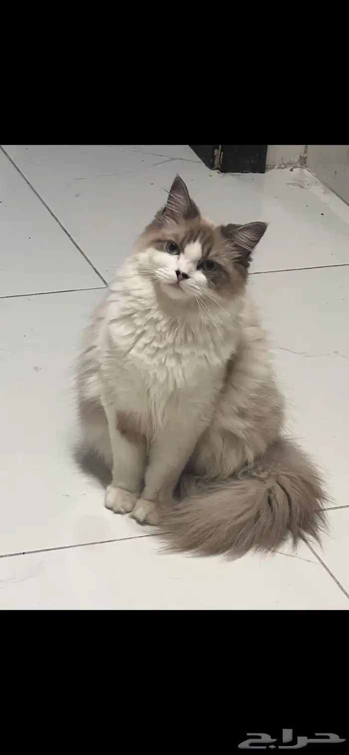 قطط 0