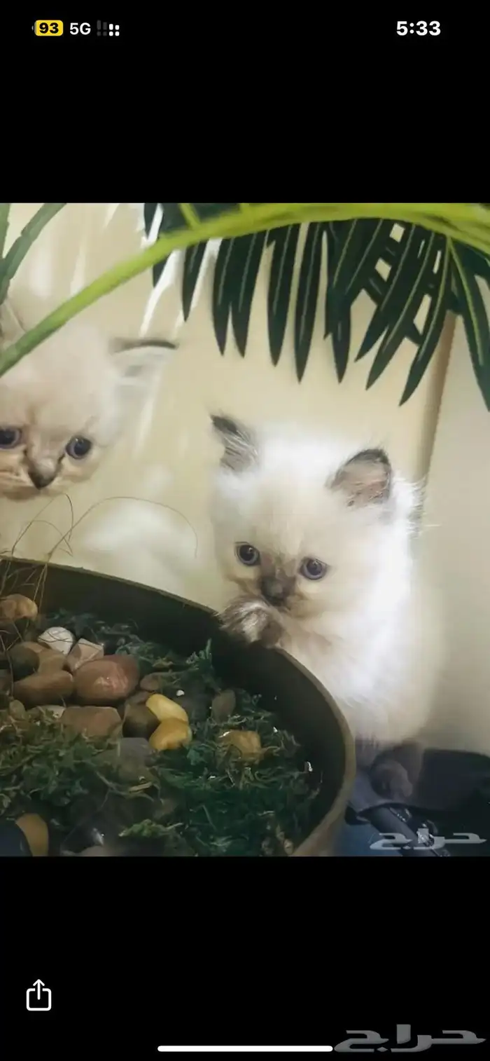 قطط هملايا بيوور 0