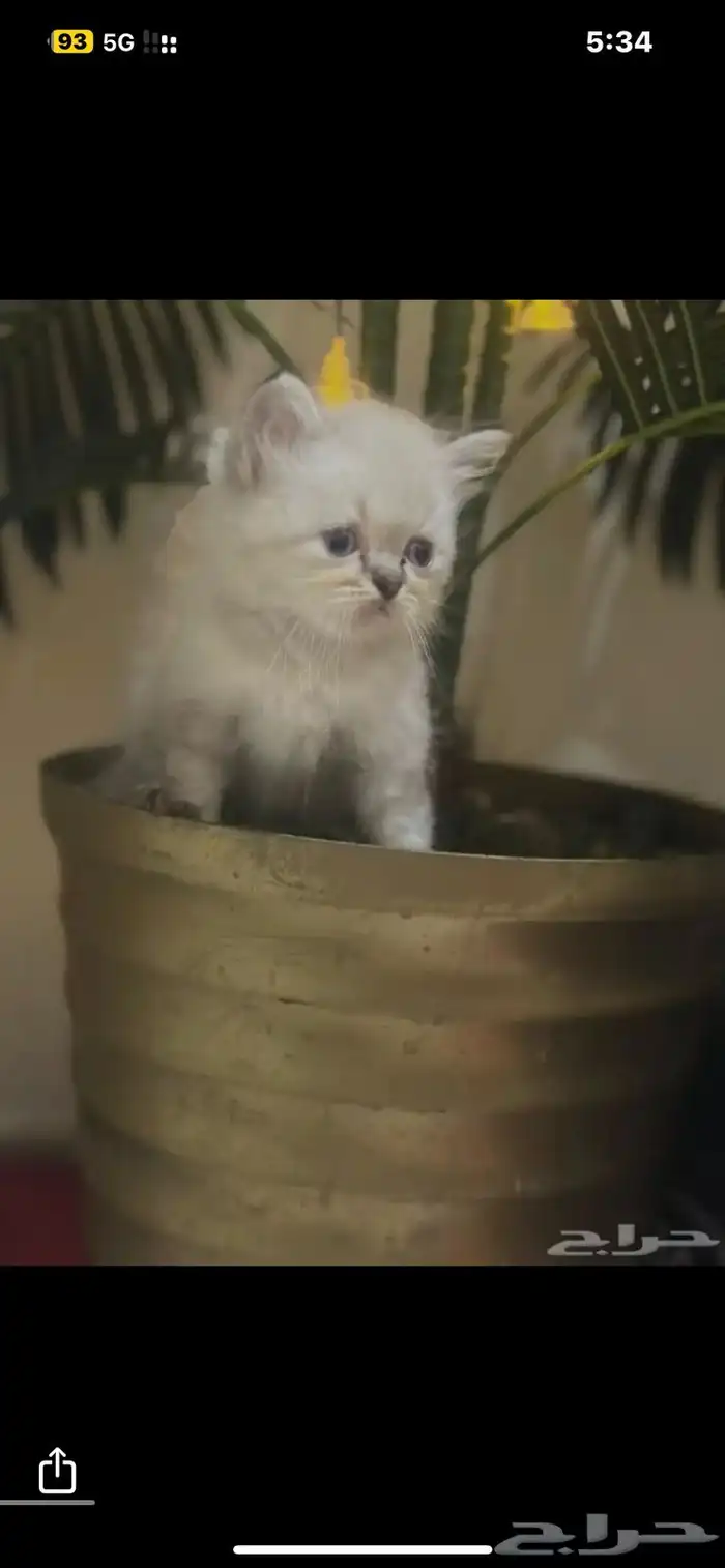 قطط هملايا بيوور 2