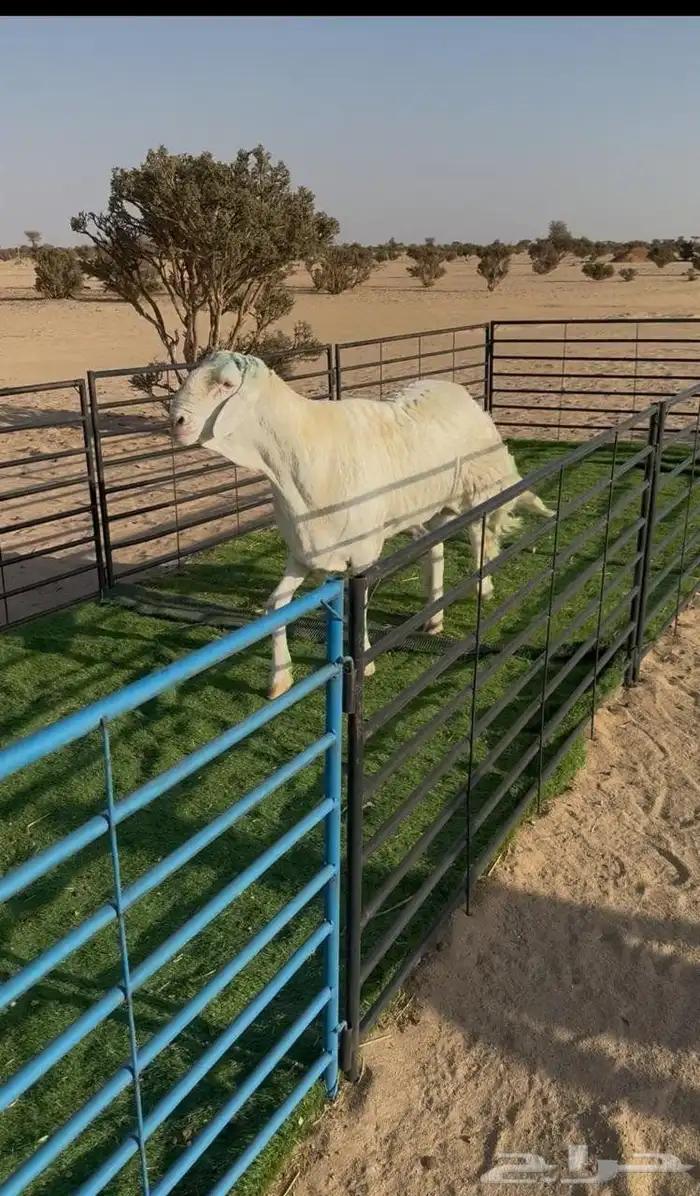 طلي حري فاخر ابرص صنف الصنف لأهل النوادر 1