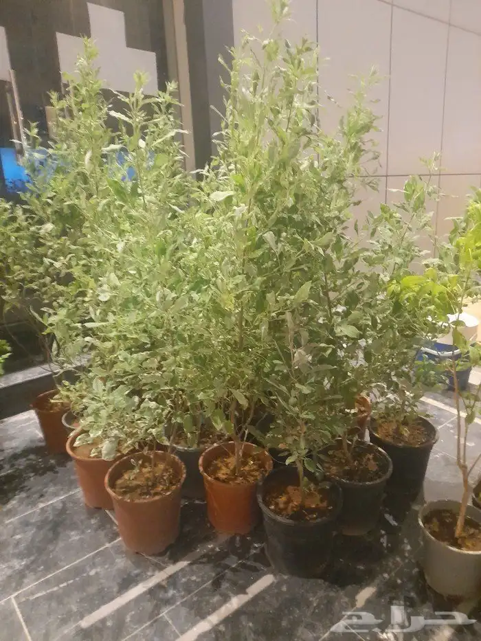 مشتل تنسيق حدائق 3