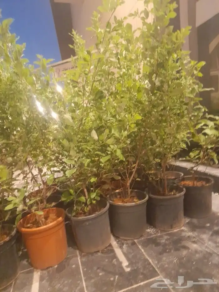 مشتل تنسيق حدائق 4