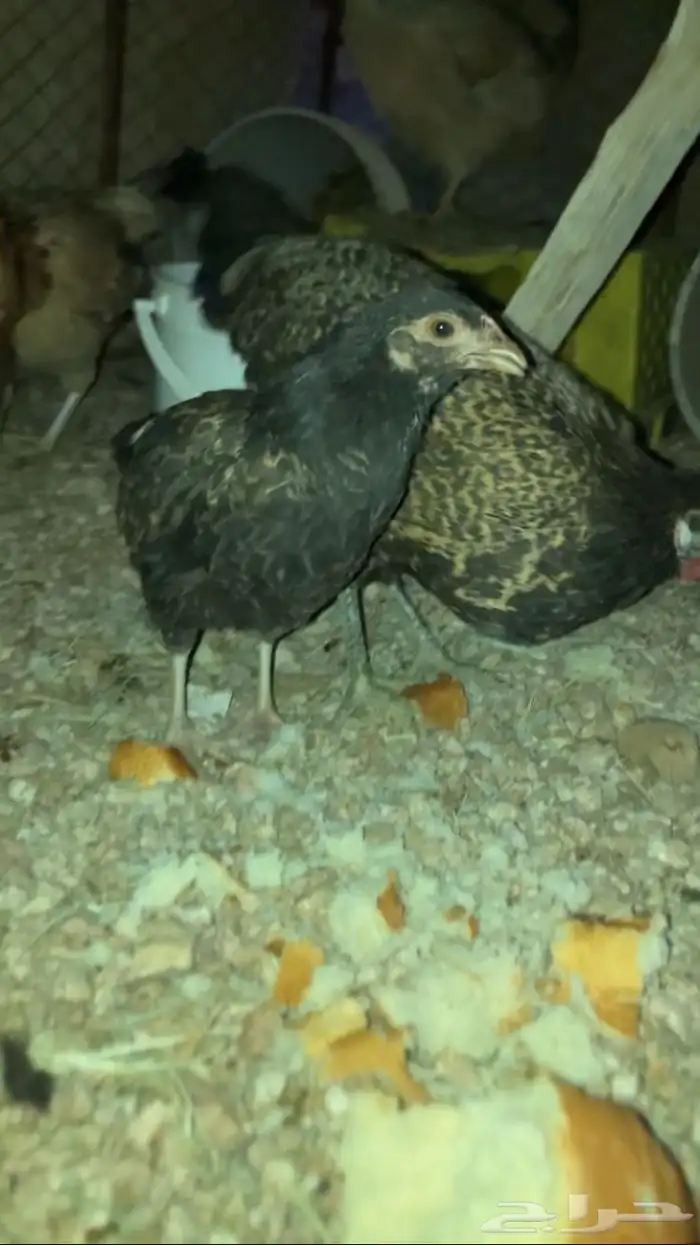 دجاجه مفرخه وادي ابن هشبل 0