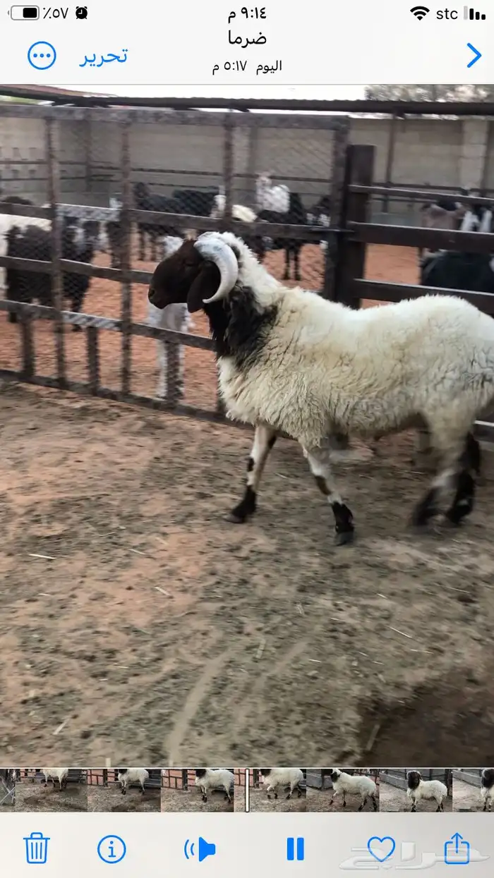 فحل نعيمي جبر 4