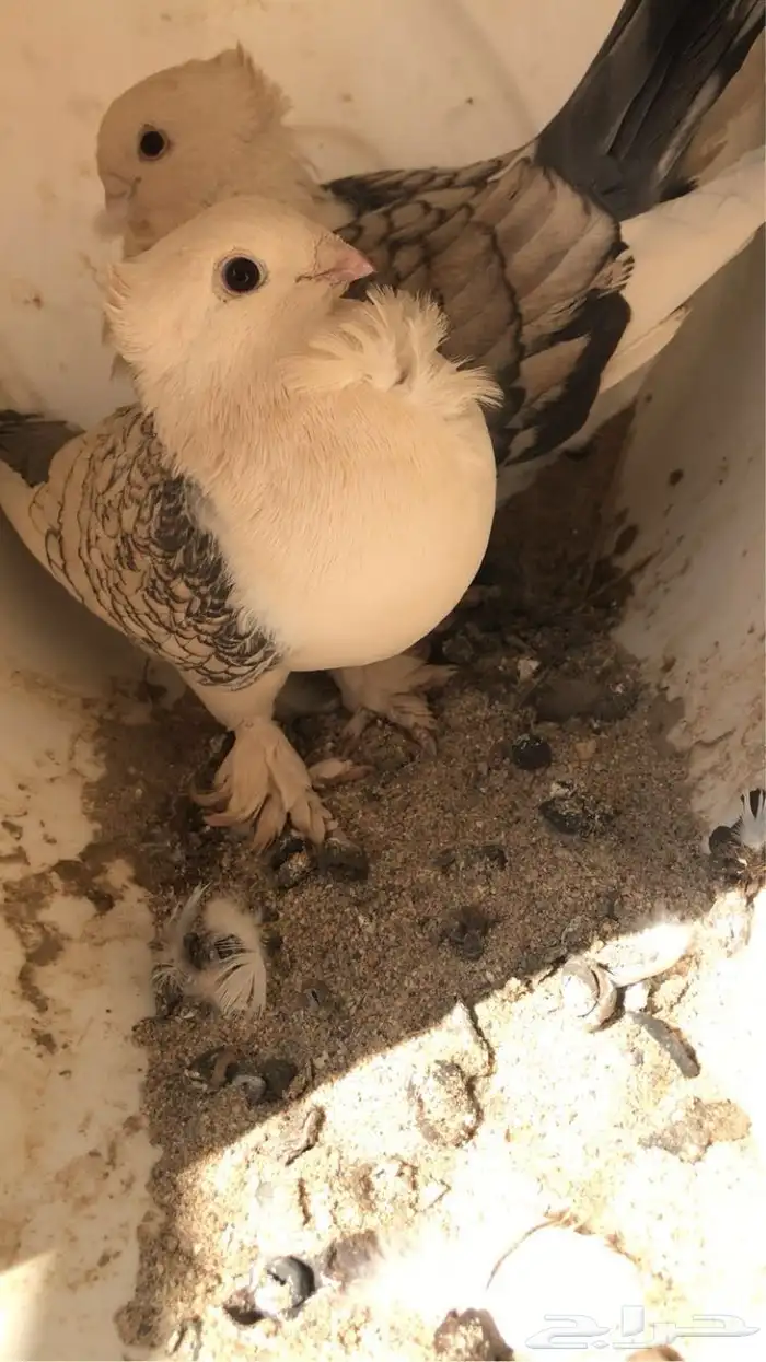 حمام 5