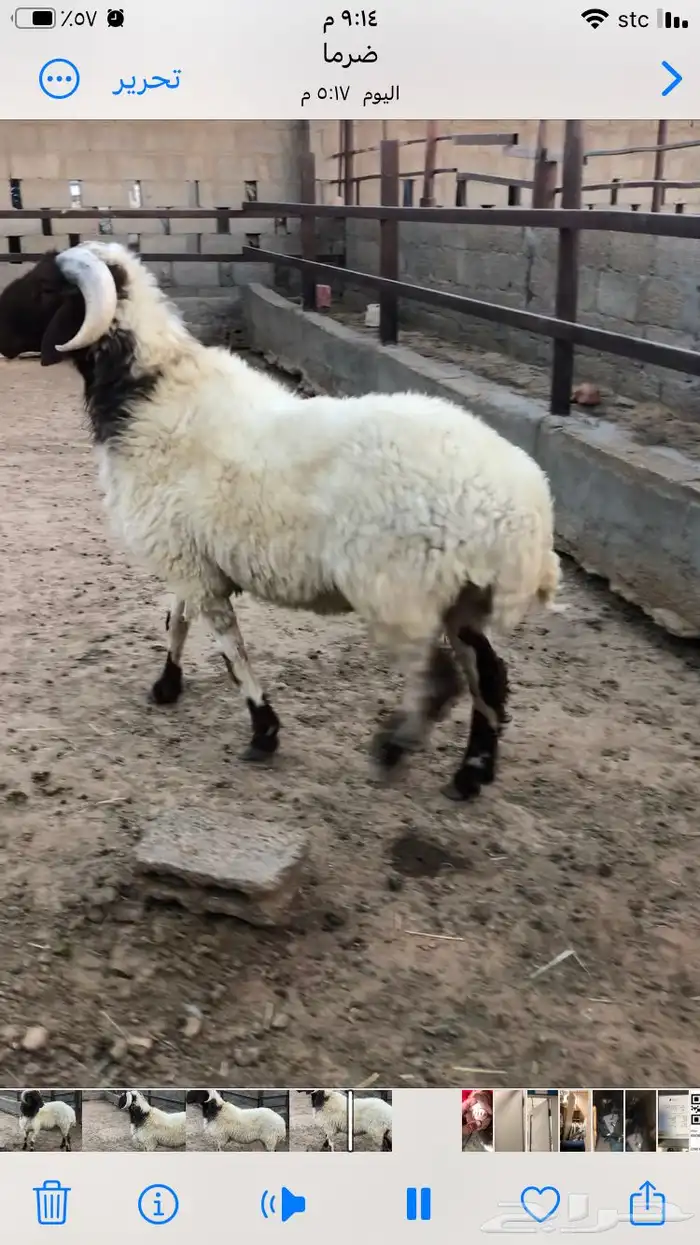 فحل نعيمي جبر 3