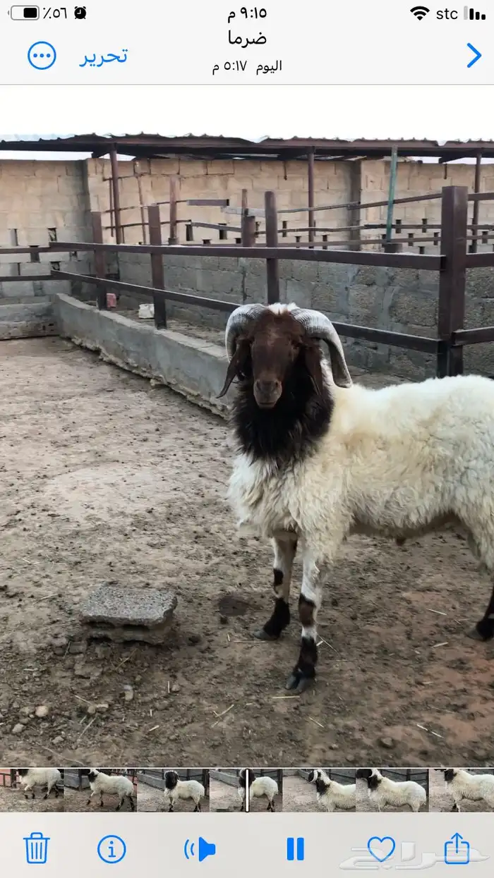 فحل نعيمي جبر 0