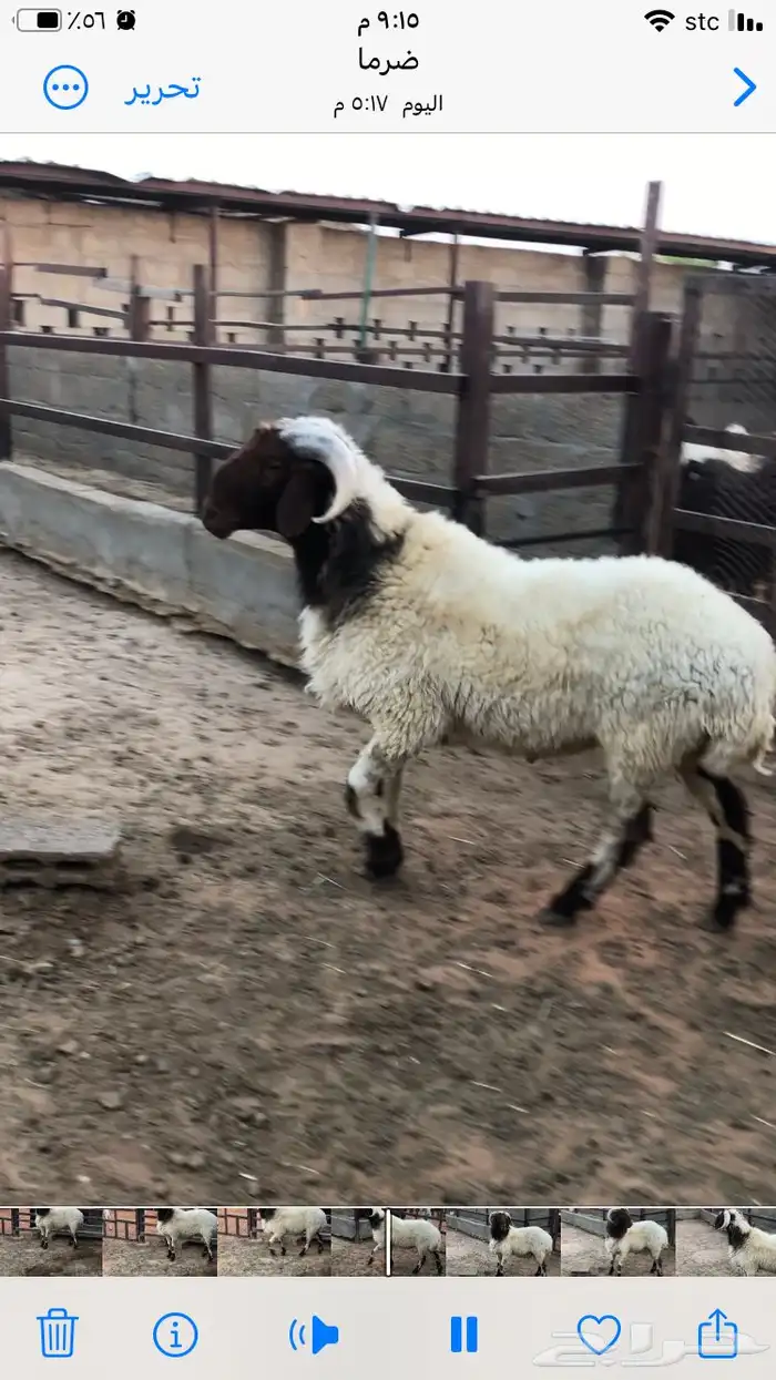 فحل نعيمي جبر 1