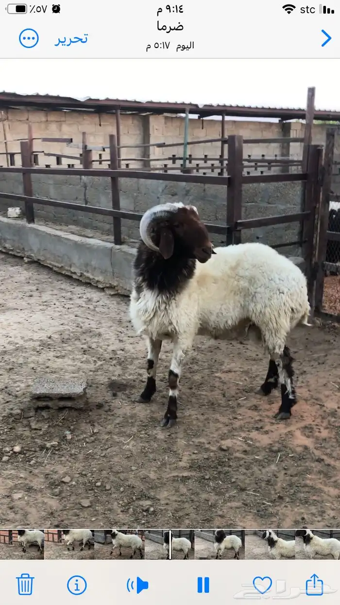 فحل نعيمي جبر 2