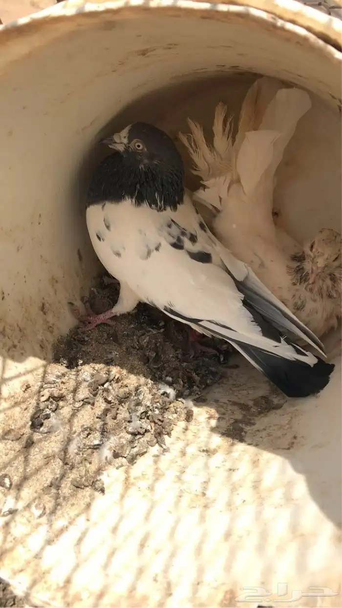 حمام 2
