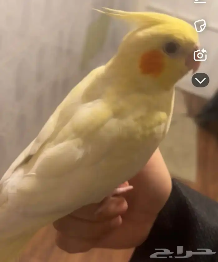 طير مفقود حي بدر 0