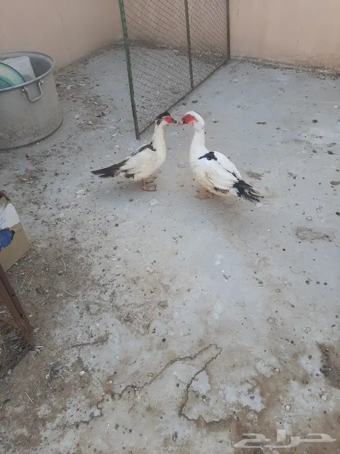 زوج بط منتج 0