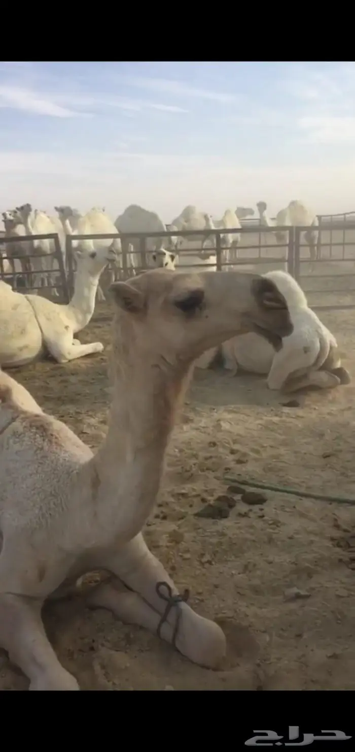 التمامي المنتج 3