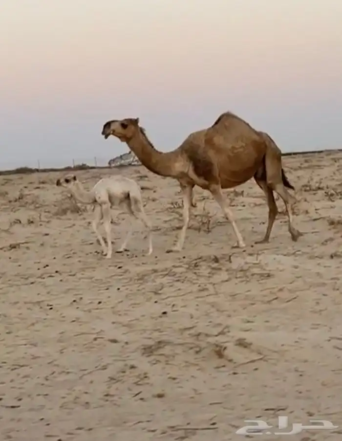 ذود ابل شقح ككفو وطيبه للبيع 10