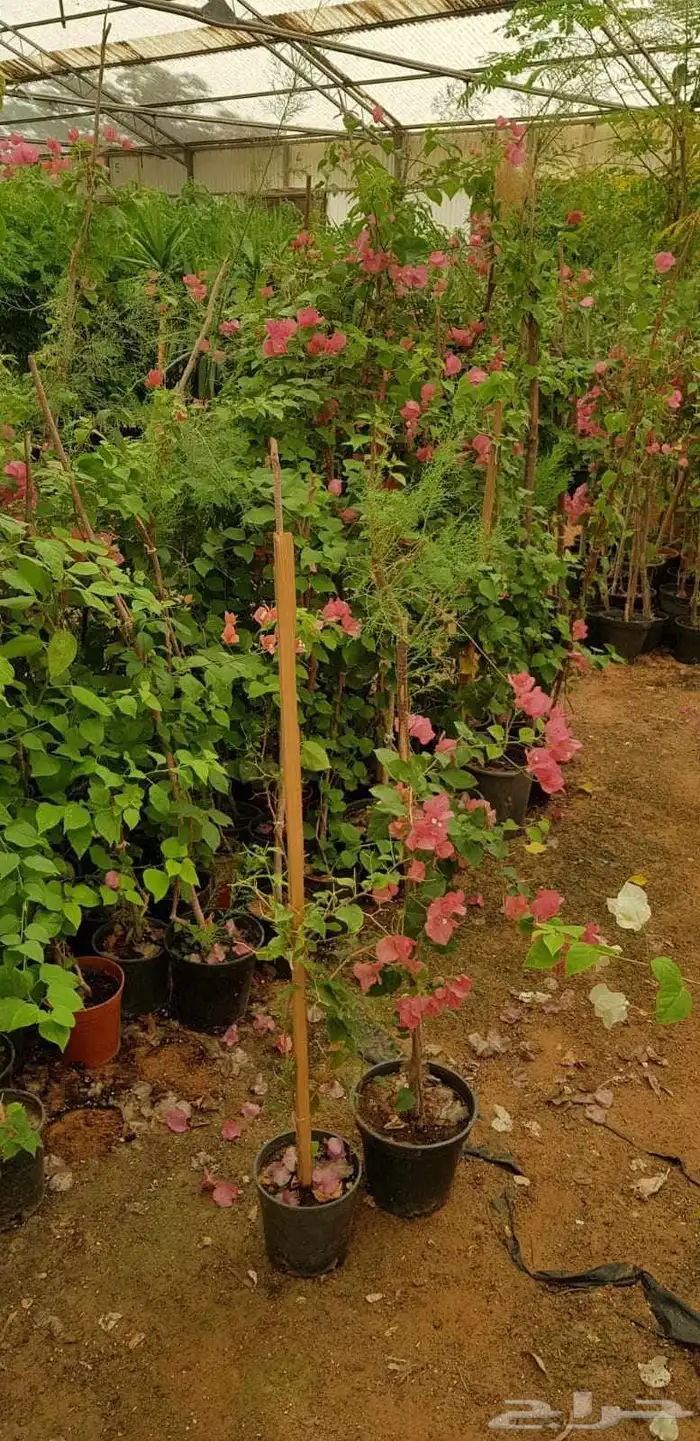 نخل واشنطن واشجار 6