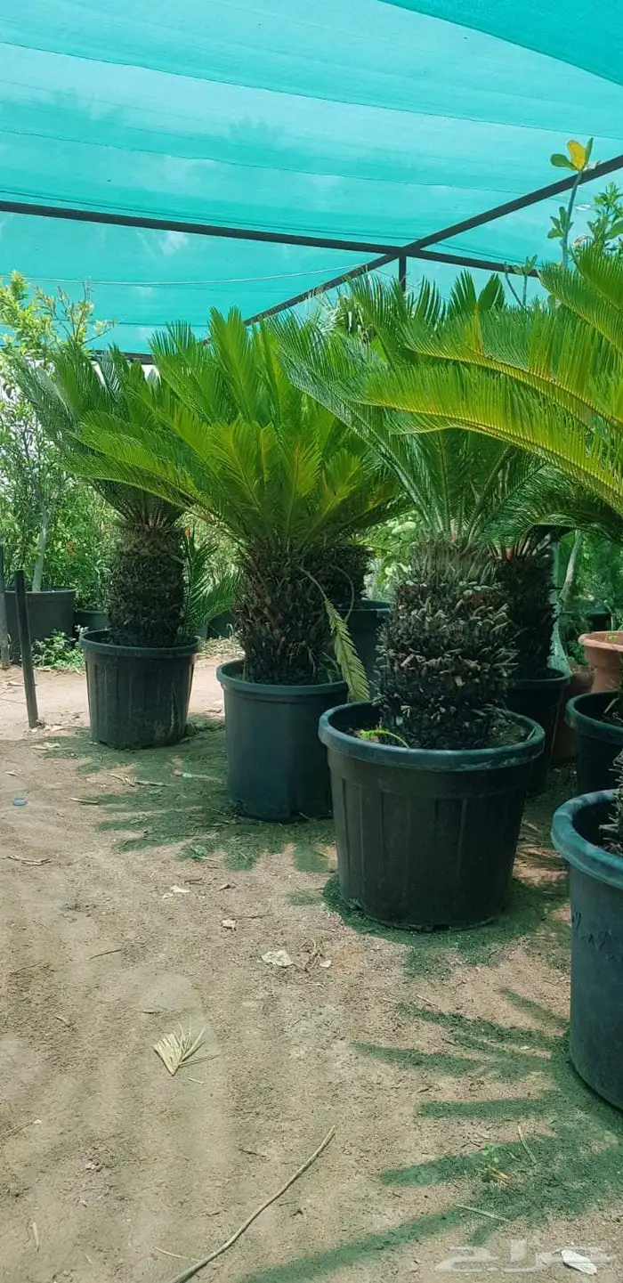 نخل واشنطن واشجار 3