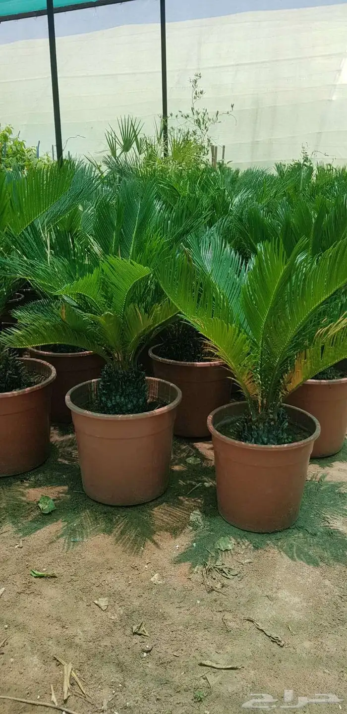 نخل واشنطن واشجار 1