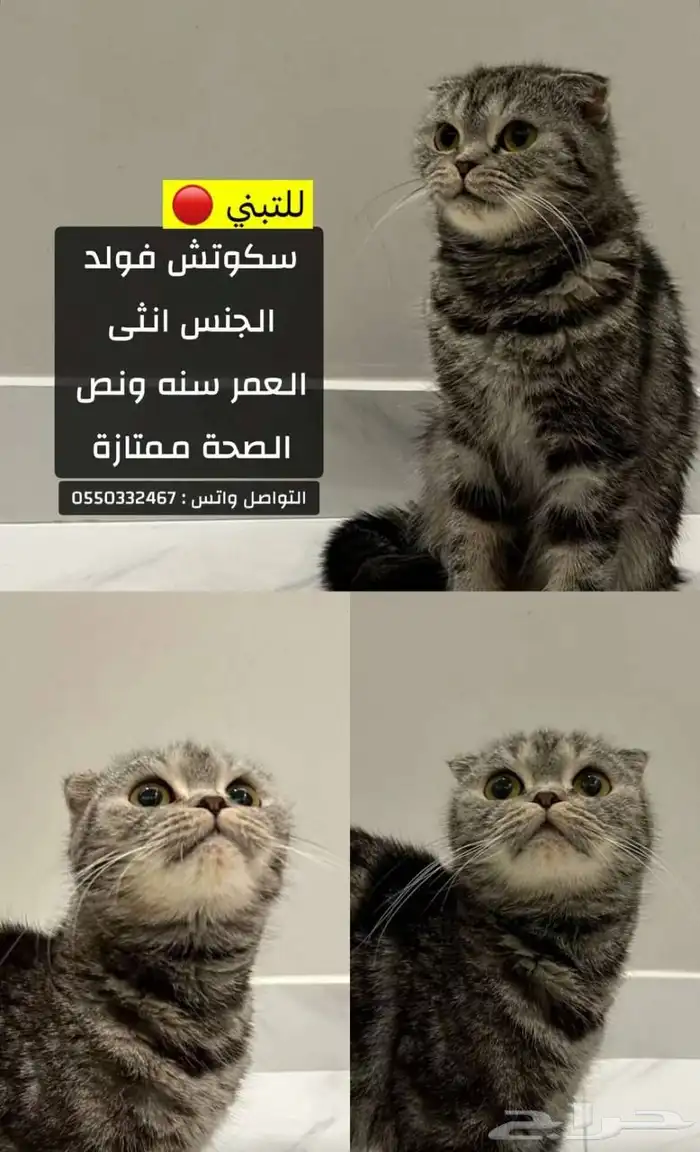 سكوتش فولد (( تم التبني )) 2