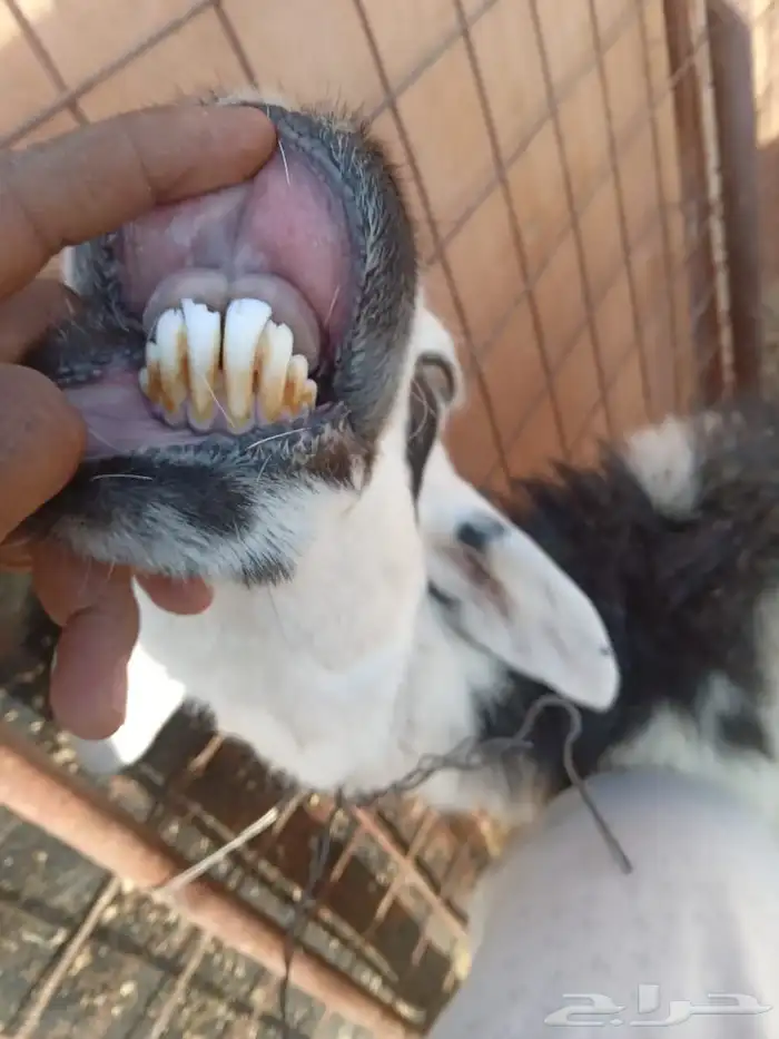 ضان ثلاث معهن ثلاث ( مراح ) 5