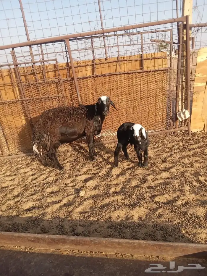 ضان ثلاث معهن ثلاث ( مراح ) 1