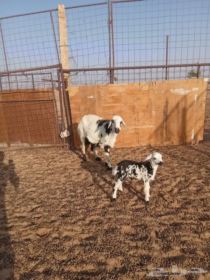 ضان ثلاث معهن ثلاث ( مراح ) 2