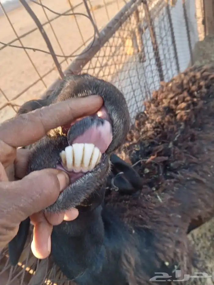 ضان ثلاث معهن ثلاث ( مراح ) 7