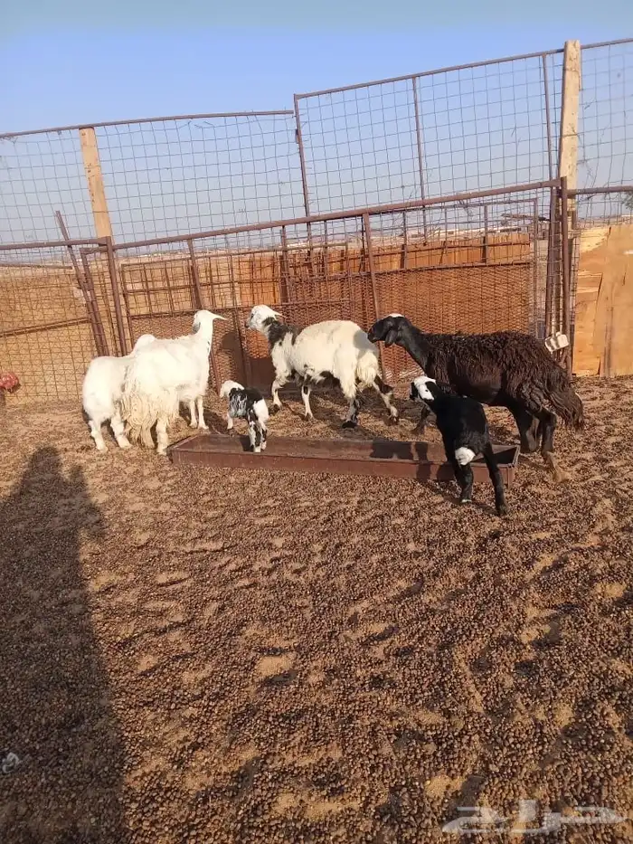 ضان ثلاث معهن ثلاث ( مراح ) 0