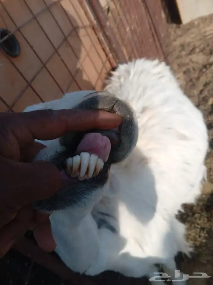 ضان ثلاث معهن ثلاث ( مراح ) 6