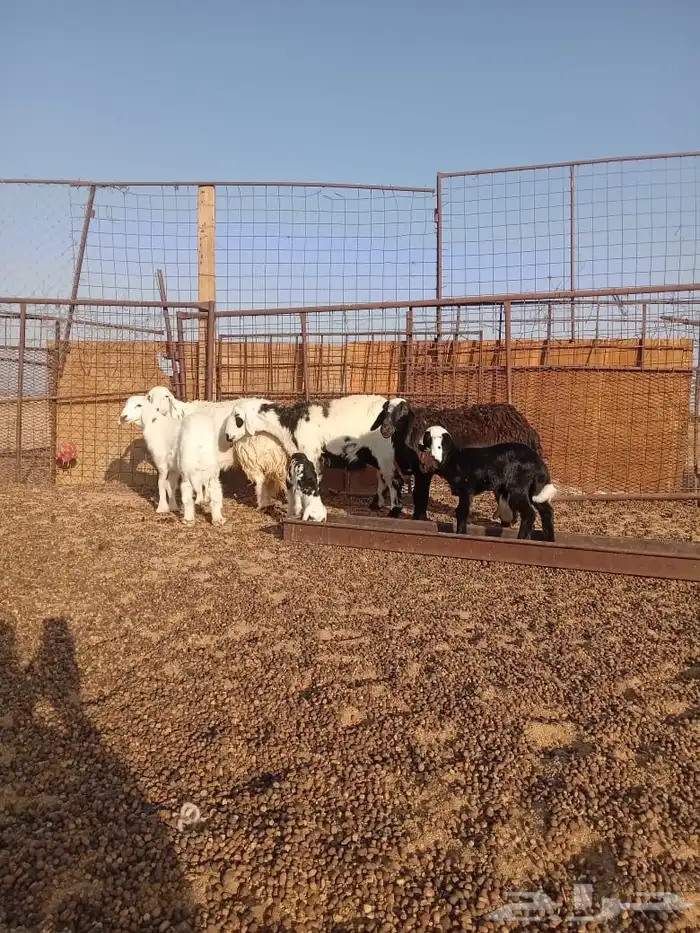 ضان ثلاث معهن ثلاث ( مراح ) 4