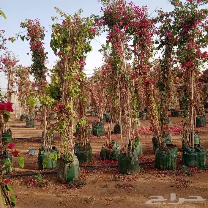 مشتل تنسيق حدائق 0