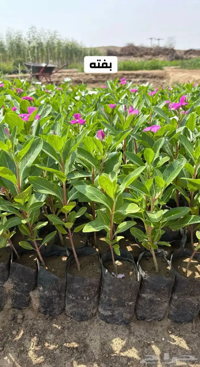 شتلات زراعية البيع جملة فقط 0