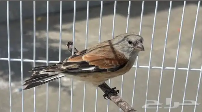 للبيع ذكر حسون يمني 0