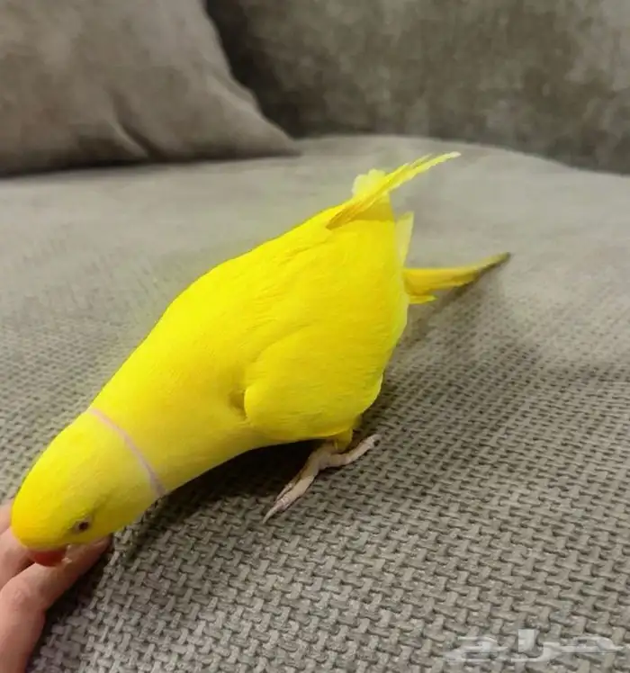 ببغاء اليف دره 2