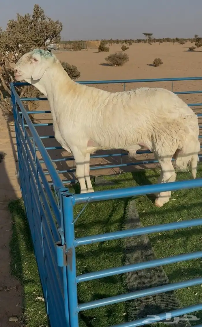 طلي حري فاخر ابرص صنف الصنف لأهل النوادر 0