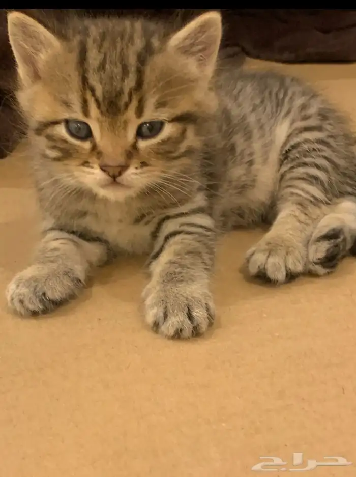 قطط صغيره للبيع 2