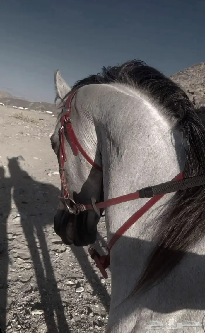 خيل شعبي 2