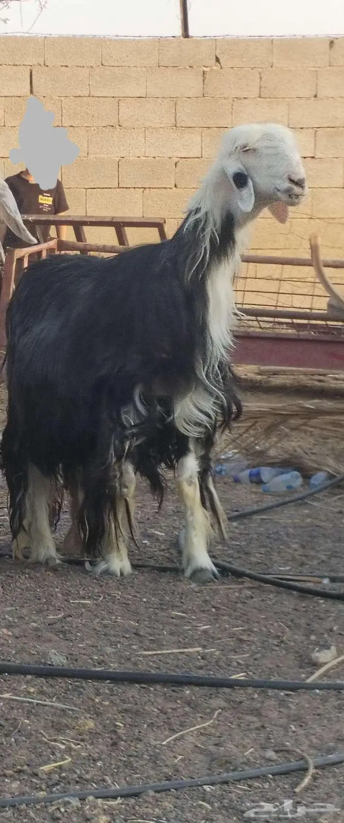 فحل نجدي صنف 2