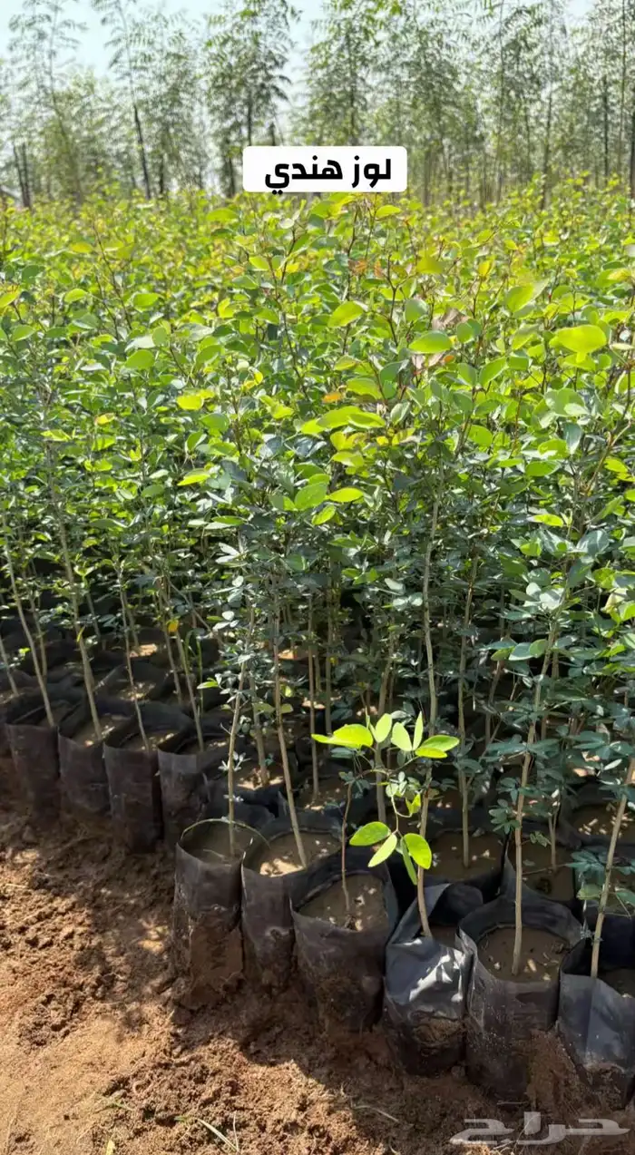 شتلات زراعية البيع جملة فقط 1