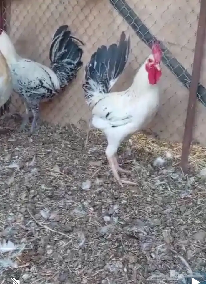 ديوك للبيع 0