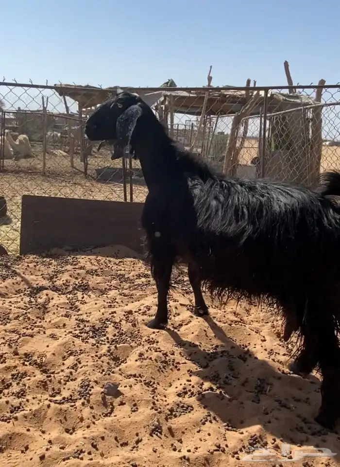 عنز مضرع 4شهور 0