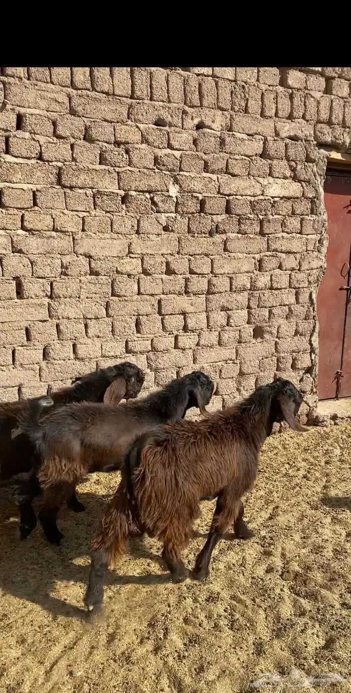 مشاريع فحول جذعان صنف 1