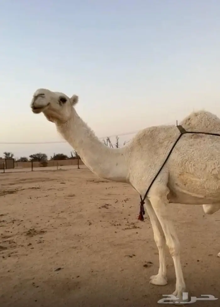 ضروبه طيبه. 0